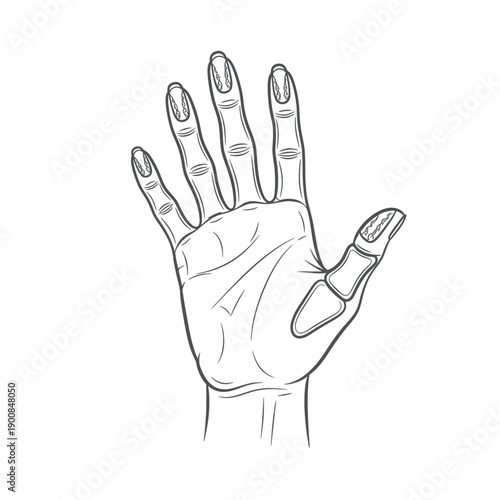 Anatomical Illustration of a Human Hand with Visible Bones