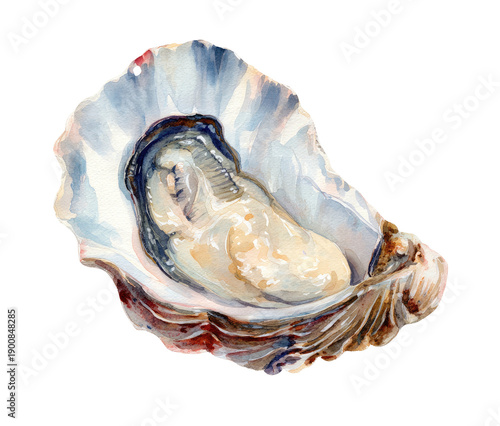 Watercolor painting of an opened oyster shell with the mollusk exposed, on a transparent background