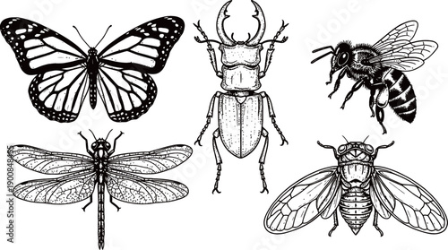 Detailed vintage engraving style illustration of various insects including a butterfly, stag beetle, bee, dragonfly, and cicada.