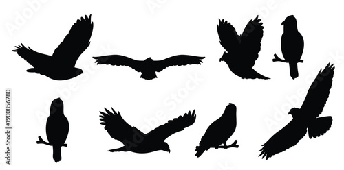  buzzard cartoons vector 