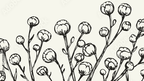 Black and white floral border, cotton flower buds illustration, vector, for banner or poster, Isolated on transparent background, png