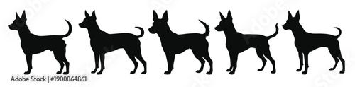 set of portuguese podengo dog silhouettes black vector 