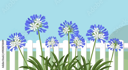 A bright illustration of blue and white agapanthus flowers behind a picket fence