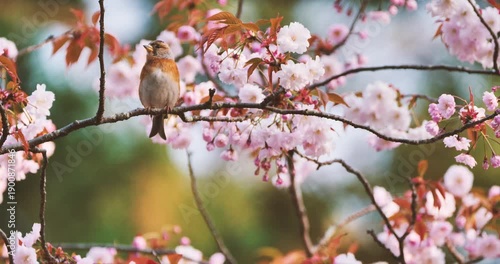 brambling  bird and yaezakura (double-flowered cherry blossom)  in spring