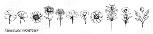  collection of hand drawn plants botanical set of sketch