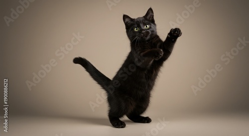 A black cat standing on its hind legs with one paw raised