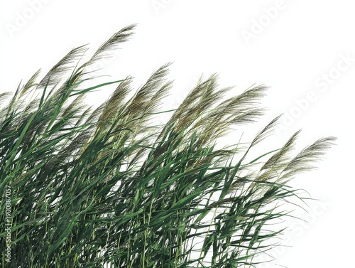 Tall Wild Grasses in a Natural Setting
