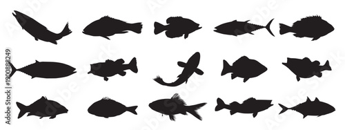 Set of fish vector illustration