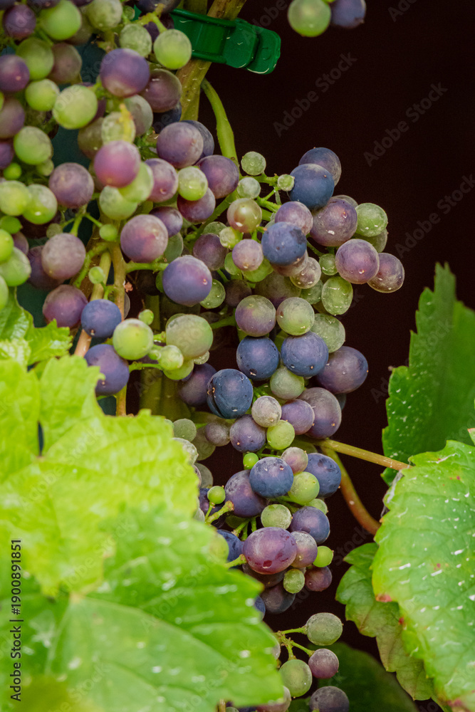 Obraz premium Clusters of grapes hang from green vines, glistening with morning dew, surrounded by vibrant leaves