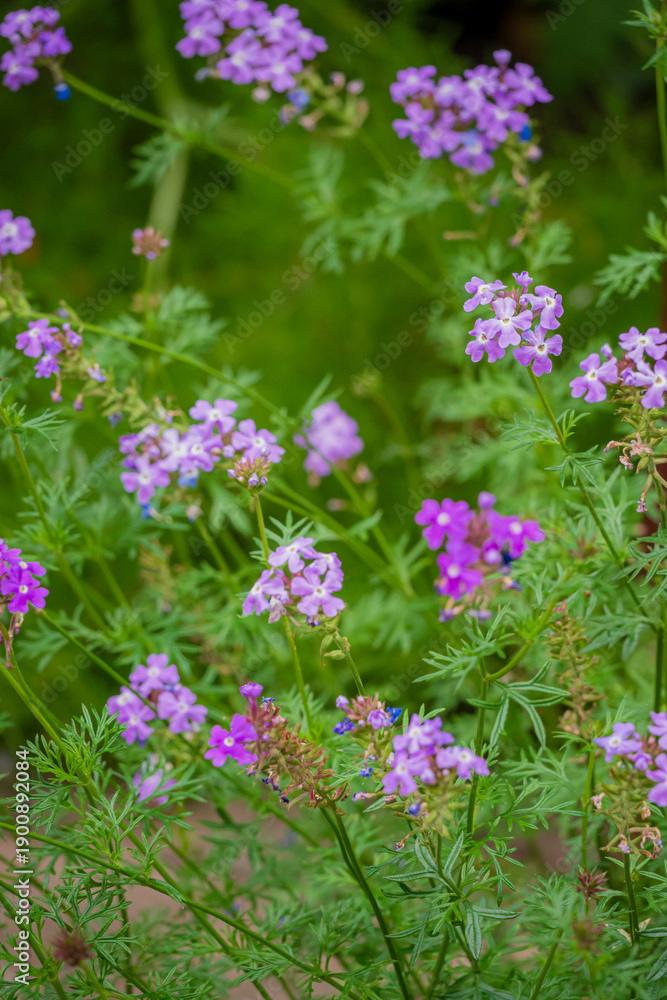 Fototapeta premium Delicate purple blooms create a stunning visual in a vibrant, sunlit garden filled with greenery