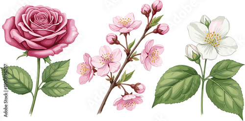 Set of Two Detailed Owl Illustrations Featuring a Barn Owl and a Long-Eared Owl for Wildlife Education and Nature Designs