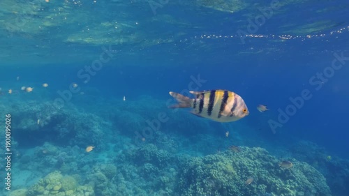 Colorful fish swim in clear water over coral reef in a tropical location during the day