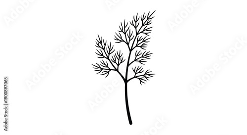 A delicate black and white botanical illustration depicts a single sprig of dill weed with intricate details