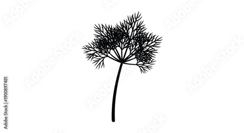 A detailed black and white illustration depicts a single sprig of dill showcasing its feathery foliage and slender stem