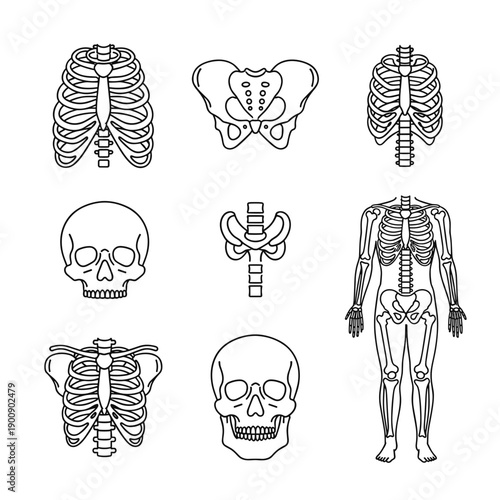 Human Skeleton and Bone Anatomy Icon Collection