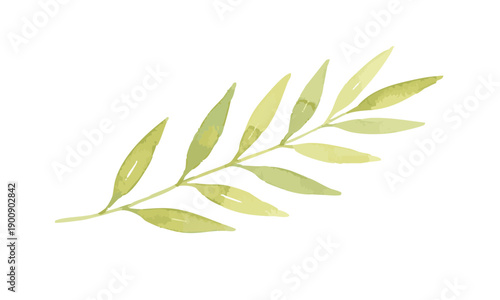 Watercolor illustration of a delicate olive branch with green leaves.