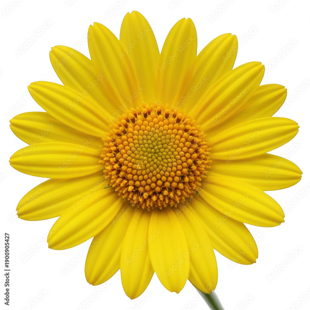 Obraz premium Bright yellow daisy flower with a vibrant center isolated on transparent background