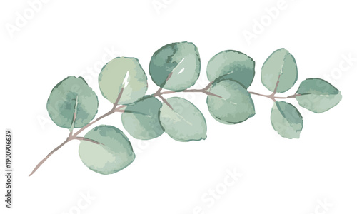 Watercolor Eucalyptus Branch with Green Leaves.