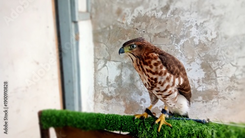 Photos Young Crested Goshawk (Accipiter trivirgatus) perched on a padded stand in capti