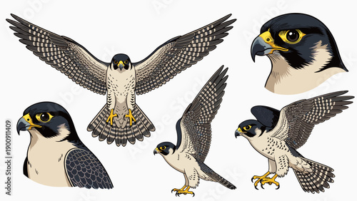 Peregrine falcon vector set including flying front view, standing poses, and head portraits. Collection of wild raptor characters isolated on white.