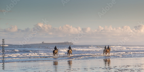 Tableau sur toile Racehorses from Adam Nicol's yard cool down in the North Sea after their early-morning exercise on a snow-covered Bamburgh beach, with the Farne Islands in the distance, in Northumberland, England