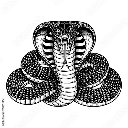 Black and white illustration of a coiled cobra snake looking forward aggressively