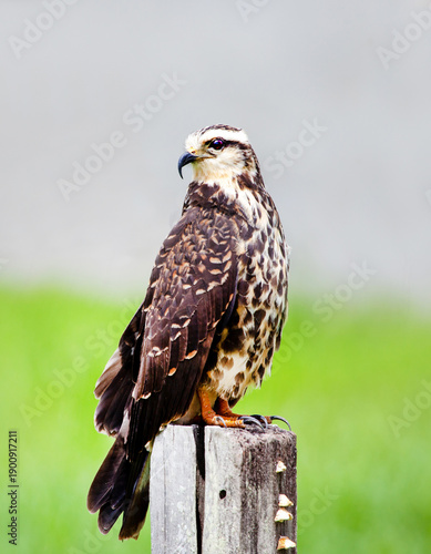An eagle (Latin Aquila) of brown color with a beautiful spotted breast sitting on a tree stump. Birds, ornithology, ecology.