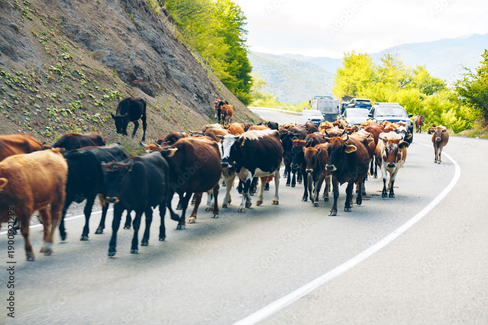 Fototapeta premium Cows moving down the road near a forest with cars stopped in the background