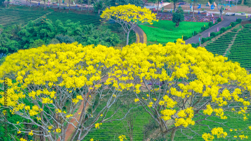 Obraz premium Yellow poinciana blooming brilliantly tree. The big yellow flowering tree is native to Brazil in the southern region and is grown in Bao Loc, Vietnam.