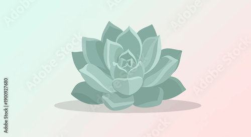 A single green succulent plant with layered petals sits centrally
