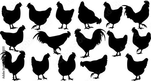 set of hen chicken Black Silhouette Bundle - Stunning Vector Illustrations for Wild or domestic animals Nature Lovers, isolated on white
