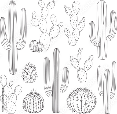 Black and minimalist of various cactus types and shapes cacti prickly pear succulents