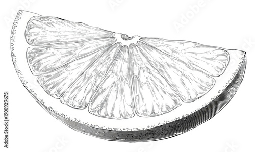 Black and white illustration of a juicy citrus slice
