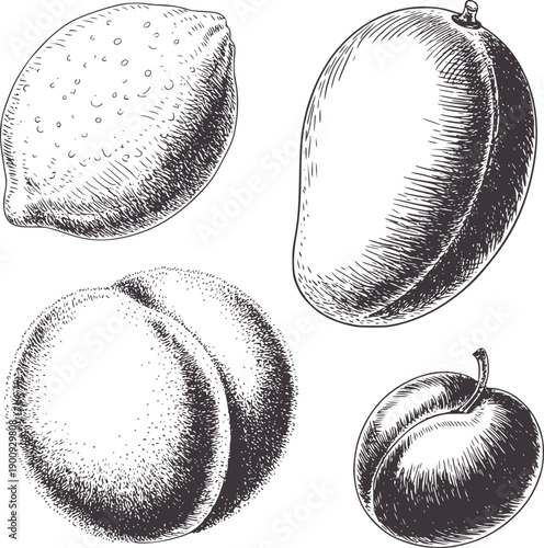 Four pen and ink of various fruits including a lemon mango peach and plum