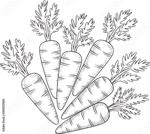 Hand drawn of five carrots with leafy green tops vegetable food organic healthy