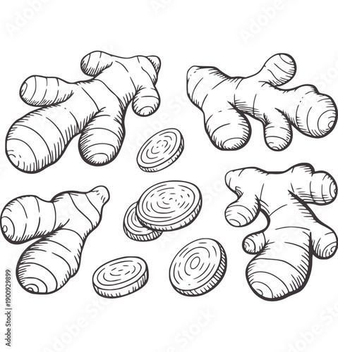 Hand drawn of whole and sliced ginger root spice herb food