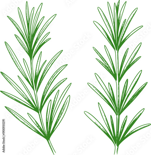 Two green botanical rosemary sprigs leaves