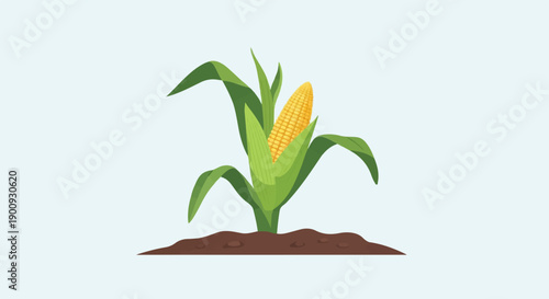 A single stalk of corn with a ripe yellow ear and green leaves