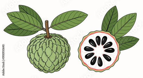 Whole and cut custard apple fruit vector illustration with green leaves on white background