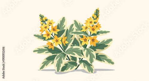 A small plant with variegated leaves and clusters of yellow flowers