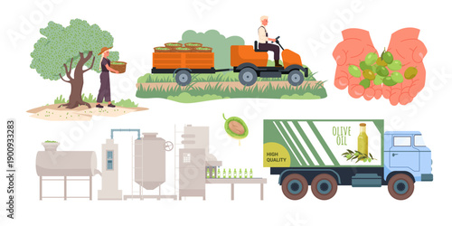 Stages of olive oil production including harvesting, processing, and transportation, showing equipment, workers, and olives in a modern agricultural workflow vector illustration