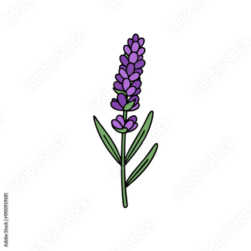 purple lavender flower stem aromatic herb vector illustration
