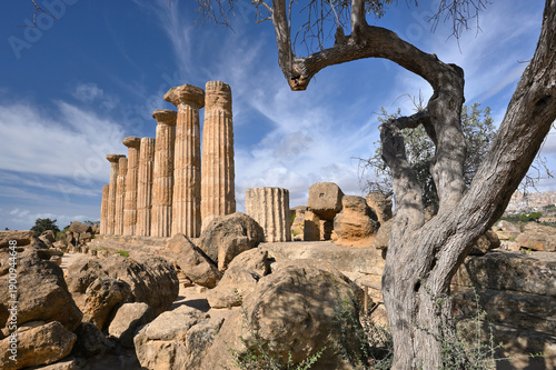 old olive tree and Greek Temple
