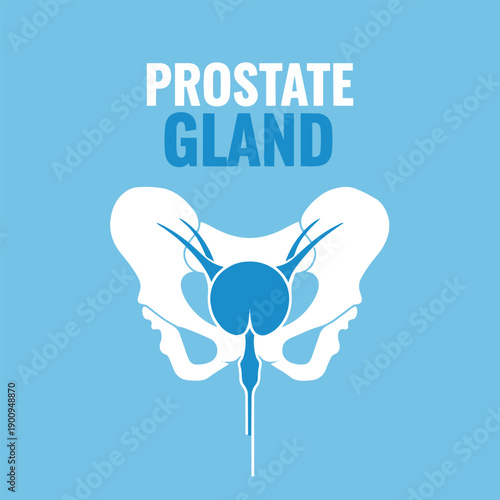 Medical illustration of the prostate gland within pelvic bones, anatomical diagram