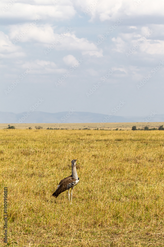 Fototapeta premium Very big bustard. Savanna of Masai Mara, Africa