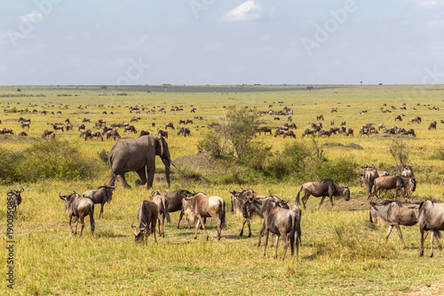 Savannah with large and small herbivores. Elephants and wildebeest in the savannah. Masai Mara, Kenya