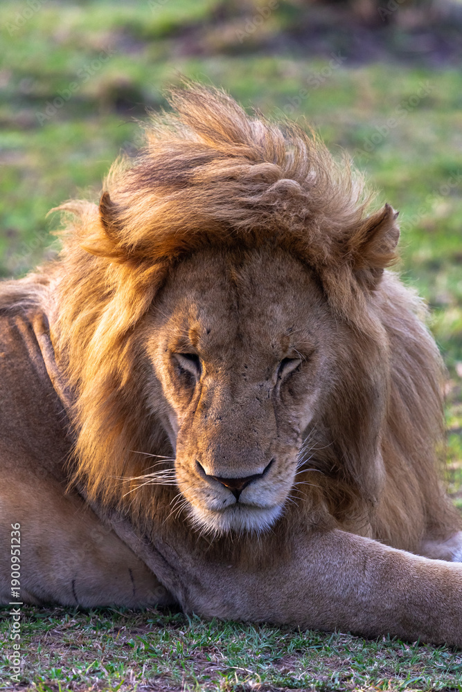 Obraz premium Rest on the grass. Masai Mara. Kenya, Africa