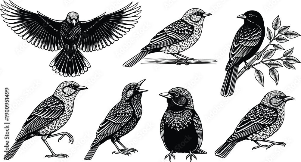 Obraz premium Vintage woodcut style black and white bird illustrations set featuring starlings and songbirds in various poses like flying perching and singing for rustic nature design