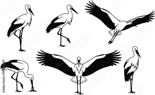 White stork vector illustration set featuring elegant silhouettes of birds in various poses including flying standing and foraging isolated on white background for design