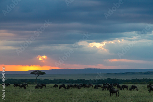 Sunset through the clouds in the Masai Mara. Great herds during migration. Kenya, Africa